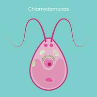 chlamydomonas wetenschap vector illustratie grafisch