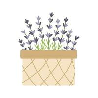 rieten mand met hand- getrokken lavendel bloemen. vector illustratie. gemakkelijk vlak stijl.