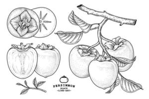 set van hachiya persimmon fruit hand getrokken elementen botanische illustratie vector