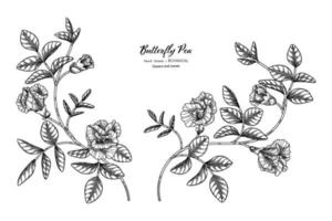 vlindererwten bloem en blad hand getekend botanische illustratie met lijntekeningen. vector