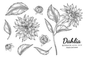 set van dahlia bloem en blad hand getekend botanische illustratie met lijntekeningen op een witte achtergrond.