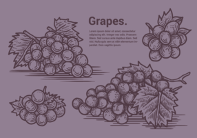 Druiven vectorillustratie vector