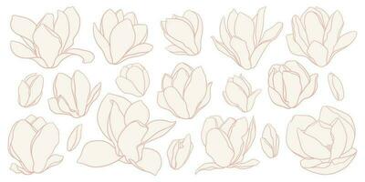 reeks van magnolia bloemen, lijn tekening met vullen in beige kleuren. vector