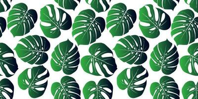 tropisch achtergrond met monstera bladeren. naadloos bloemen exotisch hawaiiaans patroon. oerwoud palm behang. vector