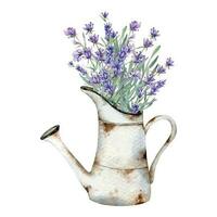 lavendel waterverf illustratie. provence kruiden hand- geschilderd geïsoleerd Aan wit achtergrond. perfect voor bruiloft uitnodigingen, bruids douche en bloemen groet kaarten vector