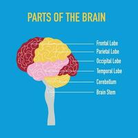 onderdelen van de hersenen illustratie vector