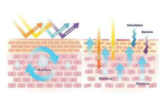 vergelijking van gezond en beschadigd huid barrière vector Aan wit achtergrond. de talg beschermen huid van ultraviolet, stimulatie en bacteriën. wanneer talg verminderd, de huid beschadigd.