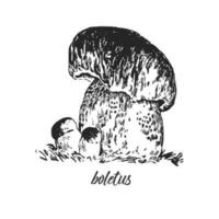 hand- getrokken inkt illustratie van boletus paddestoel. schetsen schets vector. vector