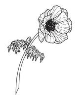 anemoon vector bloem. hand- getrokken bloemen illustratie in schets stijl geschilderd door zwart inkten Aan geïsoleerd achtergrond. botanisch tekening voor groet kaarten of bruiloft uitnodigingen. grafisch schetsen.