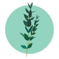 een Afdeling van eucalyptus is een decoratief element voor decoratie vector