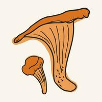 chanterelle paddestoelen, vector illustratie. hand- getrokken kunst van eetbaar champignons.