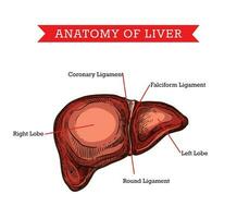 menselijk lever anatomie, vector geneeskunde steun regeling