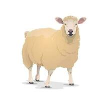 wit schapen vector huiselijk tekenfilm dier icoon