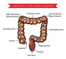 groot darm anatomie vector schetsen medisch steun