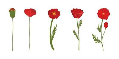 papaver bloem element illustratie. vector rood klaprozen geïsoleerd Aan een wit achtergrond.