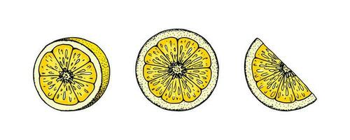 citroen plakjes. kleurrijk hand- getrokken vector illustratie in schetsen stijl. tropisch exotisch citrus fruit zomer ontwerp elementen