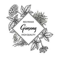 ginseng kader. hand- getrokken botanisch vector illustratie in schetsen stijl. kan worden gebruikt voor verpakking, label, insigne, logo. kruiden geneeskunde achtergrond