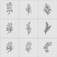 botanisch bloemen Afdeling en minimalistische bloemen voor logo of tatoeëren hand- getrokken lijn bloem reeks vector