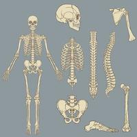 menselijk skelet structuur vector tekening