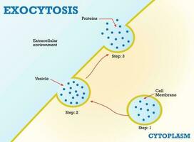 over endocytose de cel transporten eiwit grafisch ontwerp vector