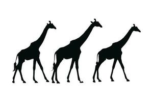 wild giraffe silhouet reeks Aan een wit achtergrond. herbivoor wild giraffe silhouet bundel ontwerp. camelopard staand en wandelen in verschillend posities. giraffe vol lichaam silhouet verzameling. vector