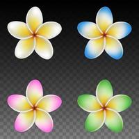 set van geïsoleerde kleurrijke plumeria bloemen vector