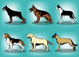 kleuren vectorillustratie van verschillende honden zoals Duitse herder Duitse Dog dobermann belgische mechelaar labrador retriever en beagle een set van zes foto's vector
