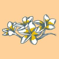 hand- getrokken bloem botanisch tekening van frangipani Aan helder achtergrond vector