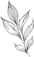 blad kleur bladzijde en boeken, monochroom vector schetsen, botanisch blad schetsen, botanisch vector, botanisch achtergrond met natuurlijk blad verzameling, illustratie potlood kunst botanisch, botanisch blad.