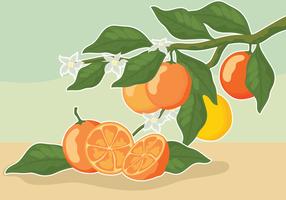 Vintage citrus illustraties vector