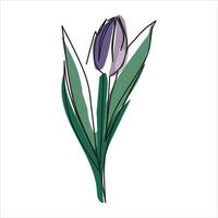 vector tulp bloem tekening van een doorlopend lijn. kleur illustratie van tulp