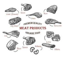hand- getrokken vlees. vector icoon verzameling van illustratie. biologisch vers besnoeiing types van vlees. slagerij.
