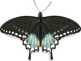 kruidenstruik zwaluwstaart pterourus troilus vlinder vector beeld