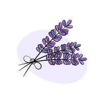 lavendel bloemen vector illustratie. schattig hand- getrokken lavendel takjes gebonden in bundel