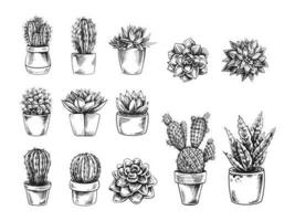 vector reeks van hand- getrokken schetsen van cactussen en sappig planten in potten. geïsoleerd elementen voor ontwerp. wijnoogst illustratie. elementen voor de ontwerp van etiketten, verpakking en ansichtkaarten.