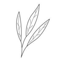 palm Afdeling met drie bladeren in tekening stijl. zwart en wit vector illustratie.