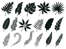 palm blad silhouet. monstera varenblad, fabriek bladeren silhouetten en tropisch palmen bladeren geïsoleerd vector pictogrammen reeks
