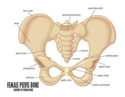 vrouw bekken bot anatomie, vector illustratie