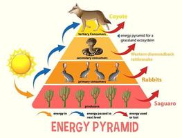 wetenschap vereenvoudigde ecologische piramide vector
