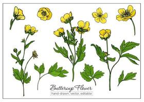 boterbloem bloemen voor botanisch boeken, tijdschriften. reeks van hand getekend geel wilde bloemen. ranonkel, kraaienpoot. vector