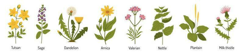 vector reeks van geneeskrachtig planten. medisch kruiden in vlak stijl. bloemen en planten voor thee en geneesmiddelen