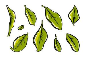 thee bladeren set. geïsoleerd gekleurde schetsen van Ceylon of Indisch thee bladeren. vector illustratie
