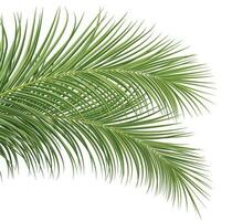 palmtak, kokosblad, tropische plant vector