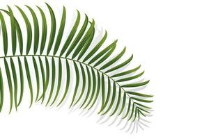 palmtak, kokosblad, tropische plant vector