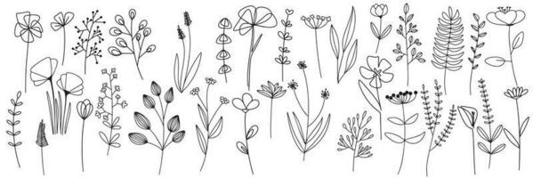 groot reeks van kruiden en wild bloemen. hand- getrokken bloemen elementen. vector illustratie. tekening abstract bloem verzameling.