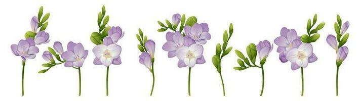 reeks van mooi wit freesia bloem. veel van bloemen. het drukken voor textiel. voorjaar wit bloemen. zomer delicaat bloemen vector