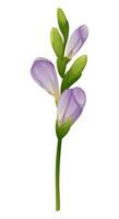 mooi Purper freesia bloem Aan een geïsoleerd achtergrond. ontwerp element voor bruiloft uitnodigingen, kaarten. wijnoogst bloemen van bloeiend freesia vector