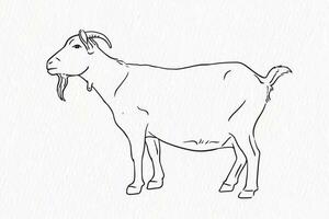 huiselijk dier lijn tekening. geit voor qurbani schets vector