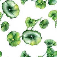 centella Azië, geranium waterverf naadloos patroon geïsoleerd Aan wit. waternavel, ik heb je kola, afgeronde bladeren, kruiden planten hand- getrokken. ontwerp voor pakket, label, inpakken, textiel, achtergrond vector