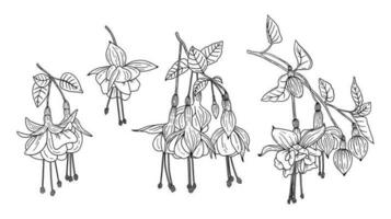 reeks van verschillend takken van fuchsia bloemen vector